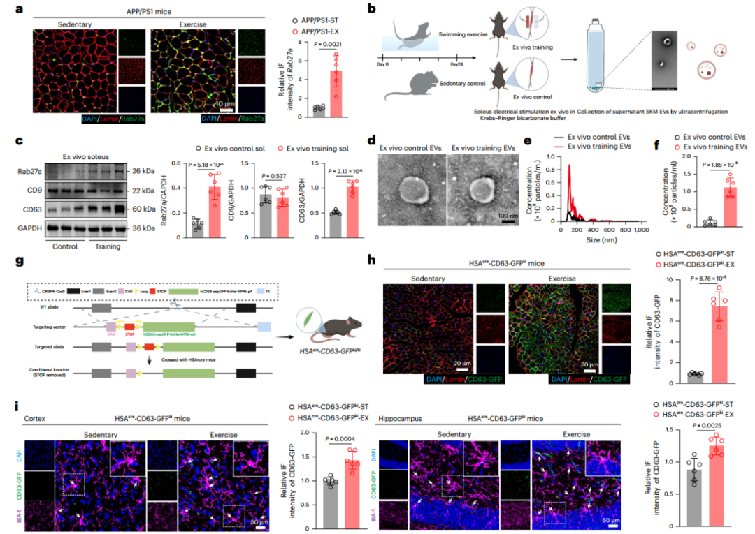 Nat Aging｜南京大学郭保生/蒋青等揭示运动改善AD认知障碍的“肌-脑通讯”新机制
