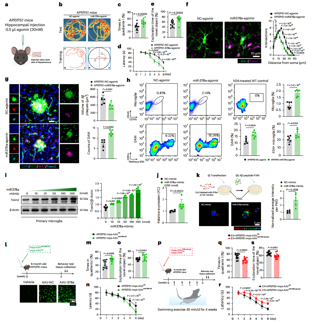 Nat Aging｜南京大学郭保生/蒋青等揭示运动改善AD认知障碍的“肌-脑通讯”新机制