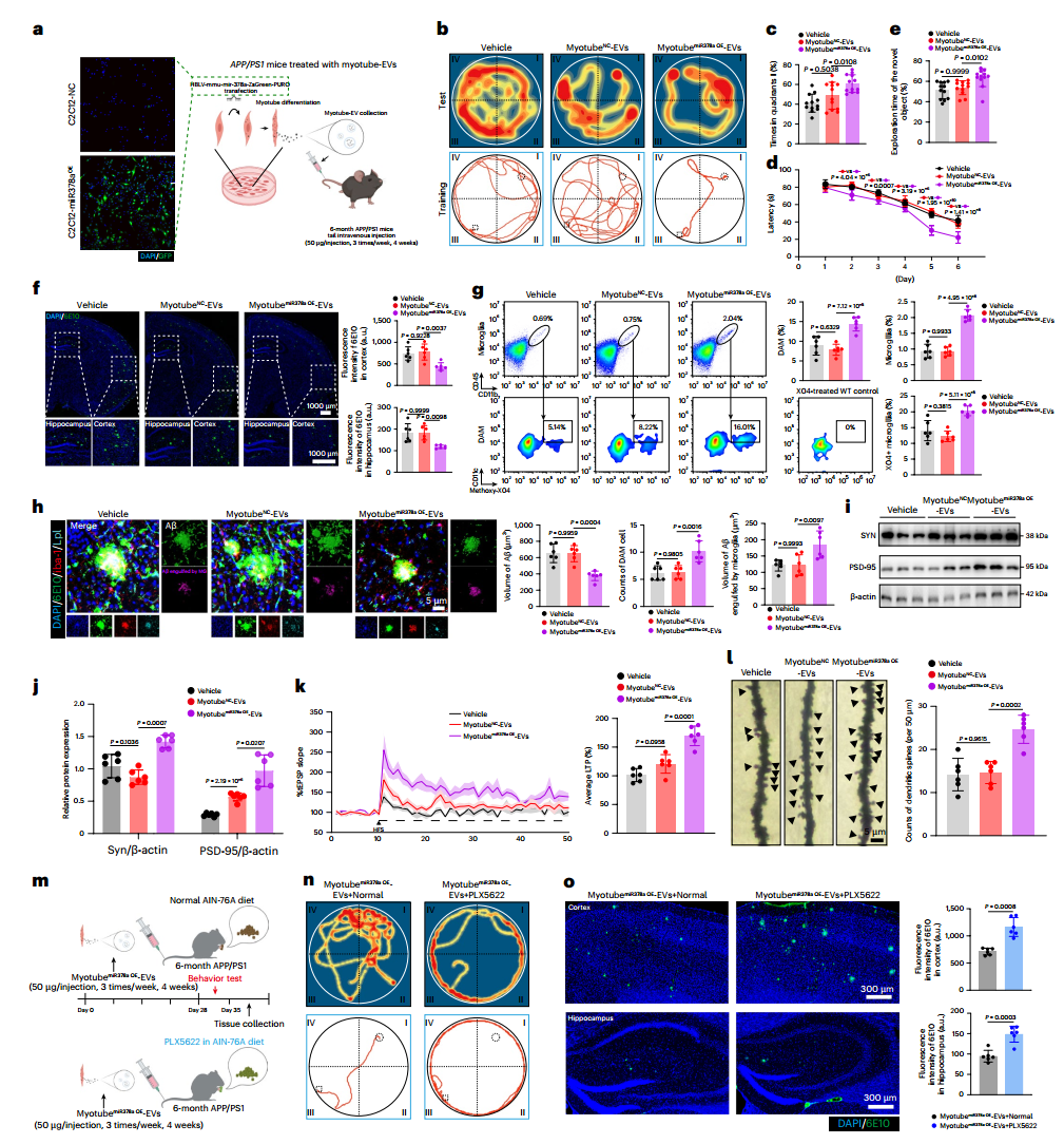 Nat Aging｜南京大学郭保生/蒋青等揭示运动改善AD认知障碍的“肌-脑通讯”新机制