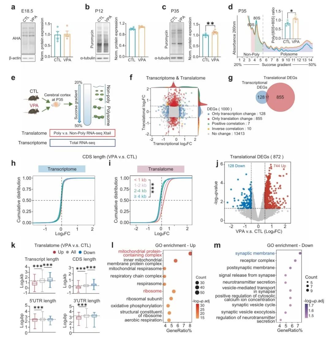 Mol Psychiatry｜暨南大学师蕾/彭颖慧/叶文才团队揭示自闭症“蛋白翻译失控”新机制