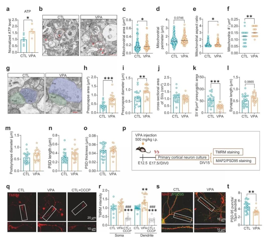 Mol Psychiatry｜暨南大学师蕾/彭颖慧/叶文才团队揭示自闭症“蛋白翻译失控”新机制