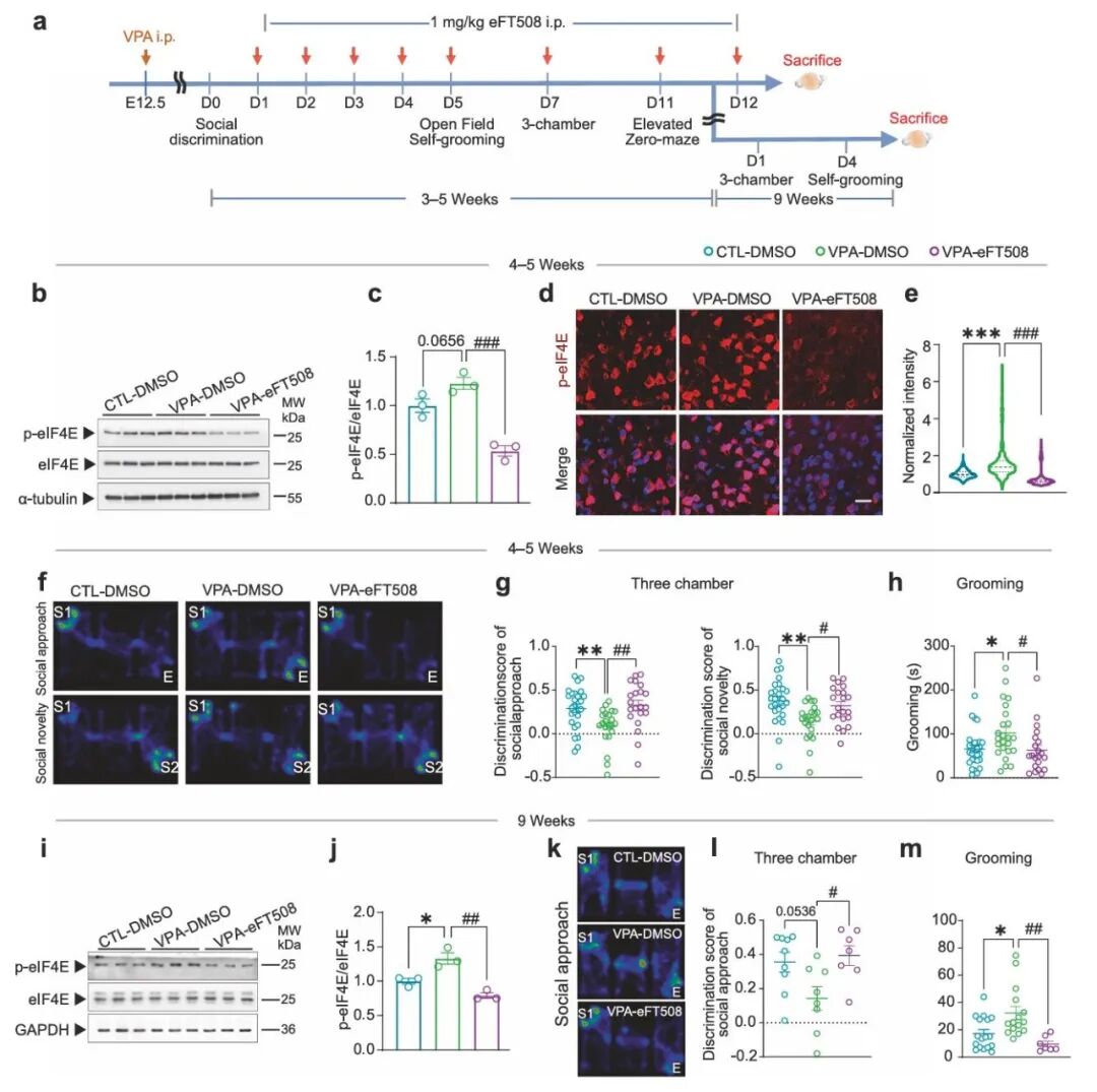 Mol Psychiatry｜暨南大学师蕾/彭颖慧/叶文才团队揭示自闭症“蛋白翻译失控”新机制