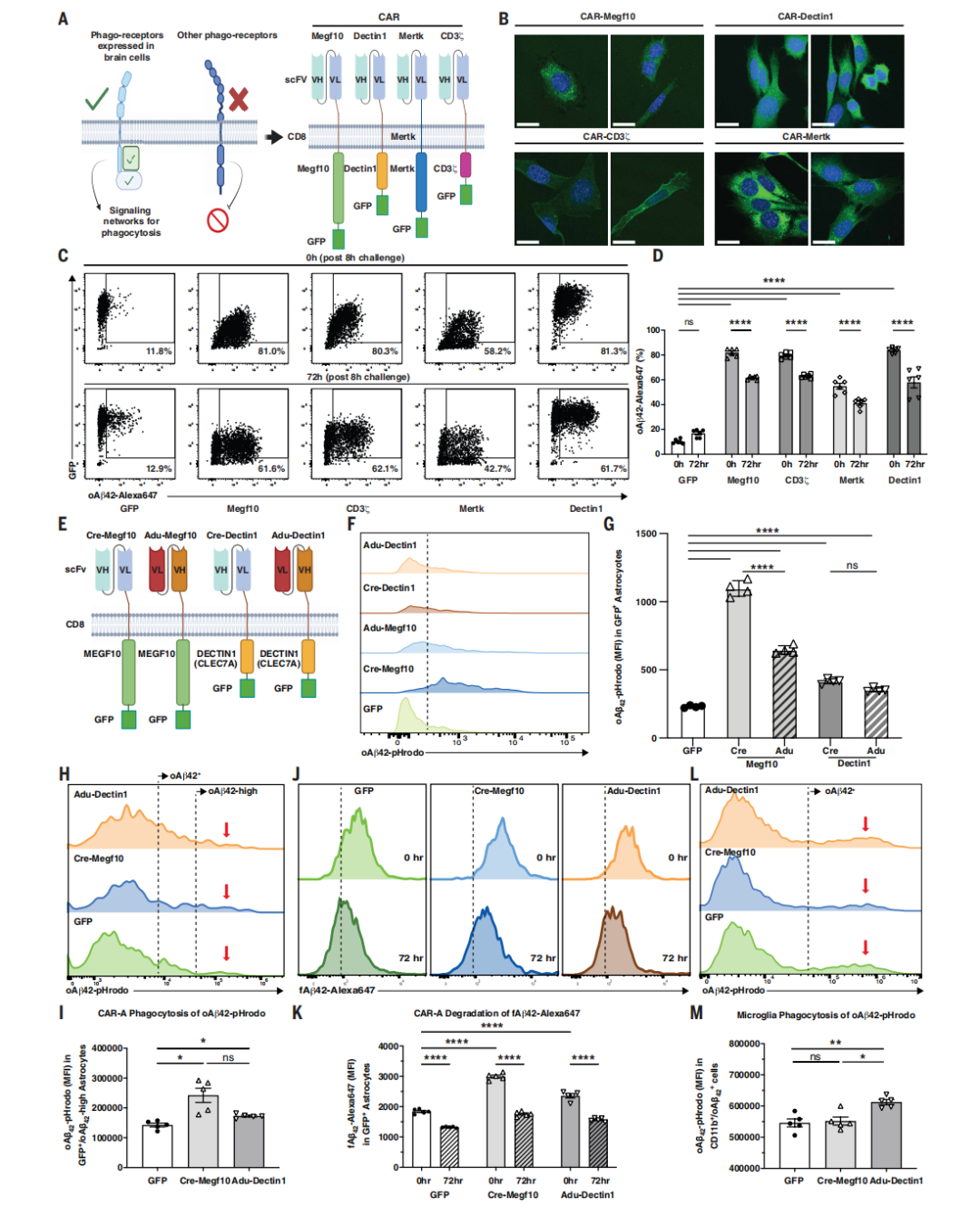 Science｜攻克AD现曙光！美国科学家开发新型CAR-A疗法