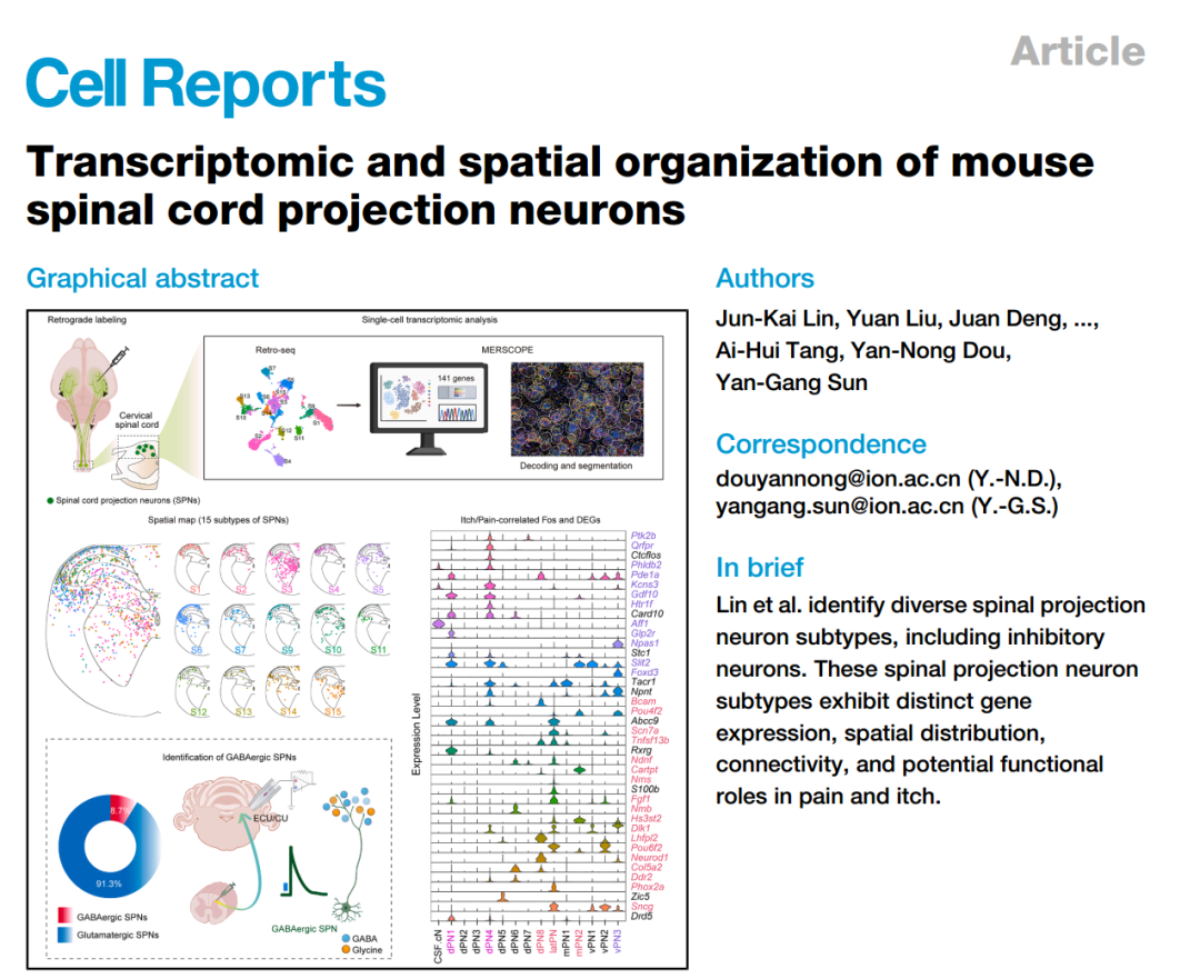 为什么你能感觉到烫、痒、疼？中科院神经所窦艳侬/孙衍刚团队首次绘制完整脊髓投射神经元图谱