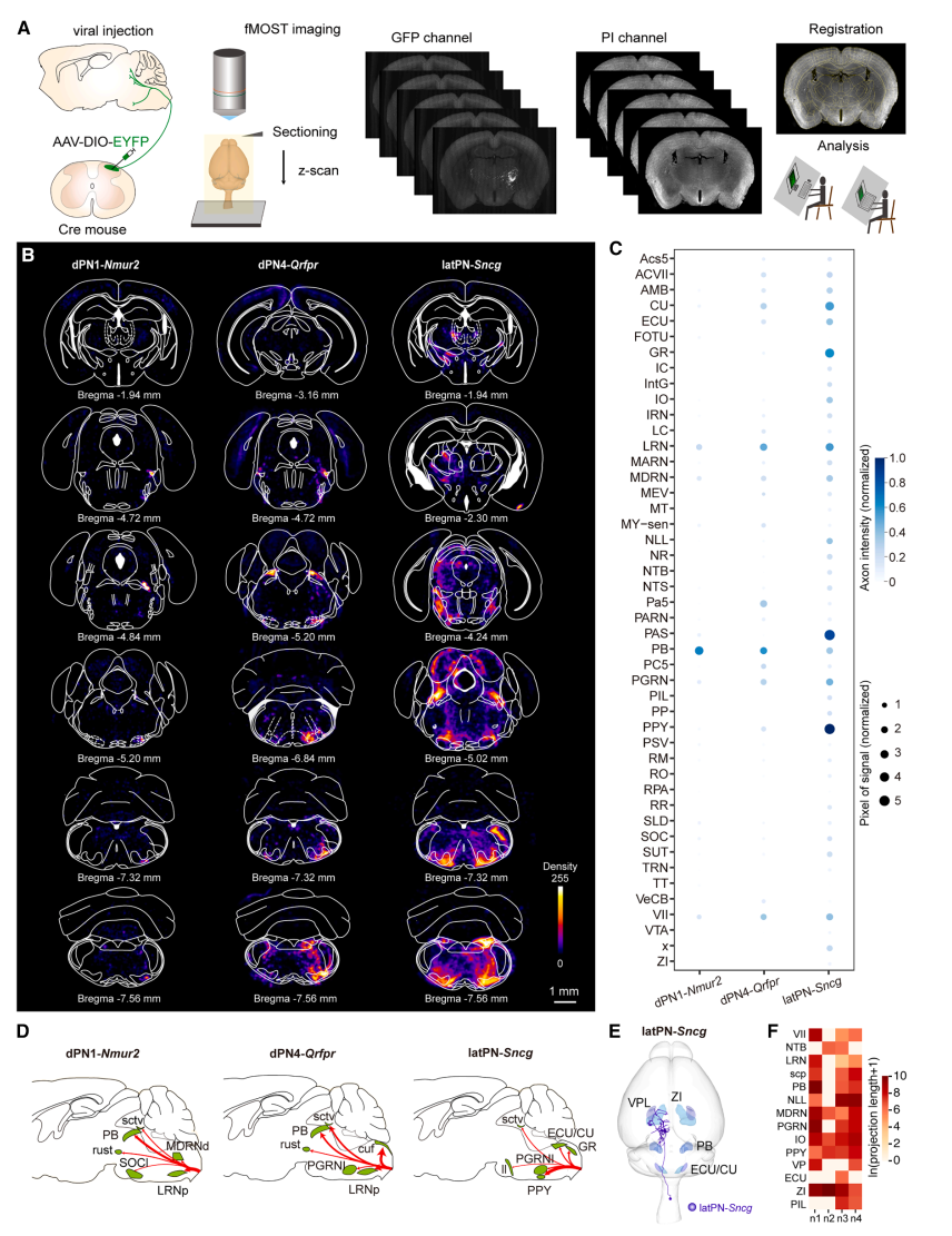 为什么你能感觉到烫、痒、疼？中科院神经所窦艳侬/孙衍刚团队首次绘制完整脊髓投射神经元图谱
