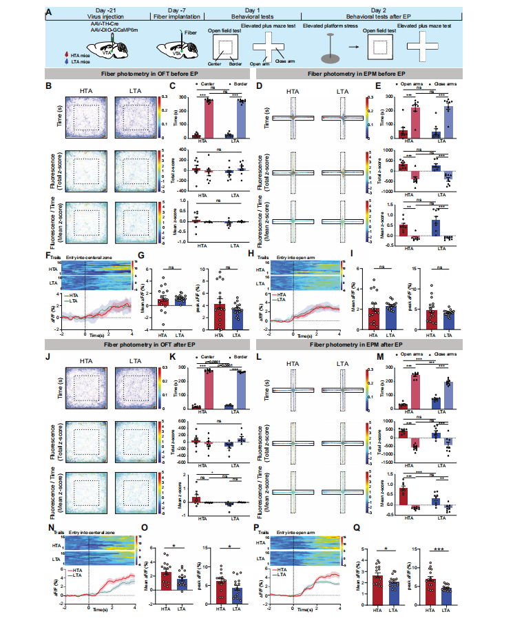 Nat子刊：田波/张培团队揭示VTA-ACC多巴胺环路调控观察性社交回避的机制