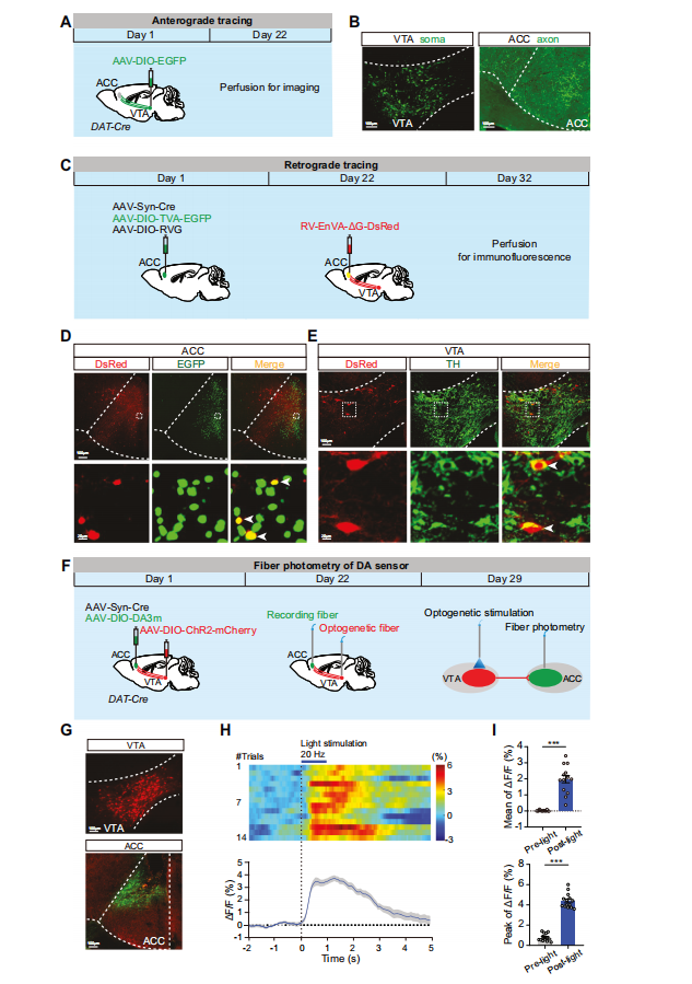 Nat子刊：田波/张培团队揭示VTA-ACC多巴胺环路调控观察性社交回避的机制