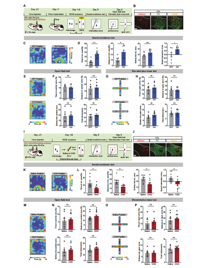 Nat子刊：田波/张培团队揭示VTA-ACC多巴胺环路调控观察性社交回避的机制