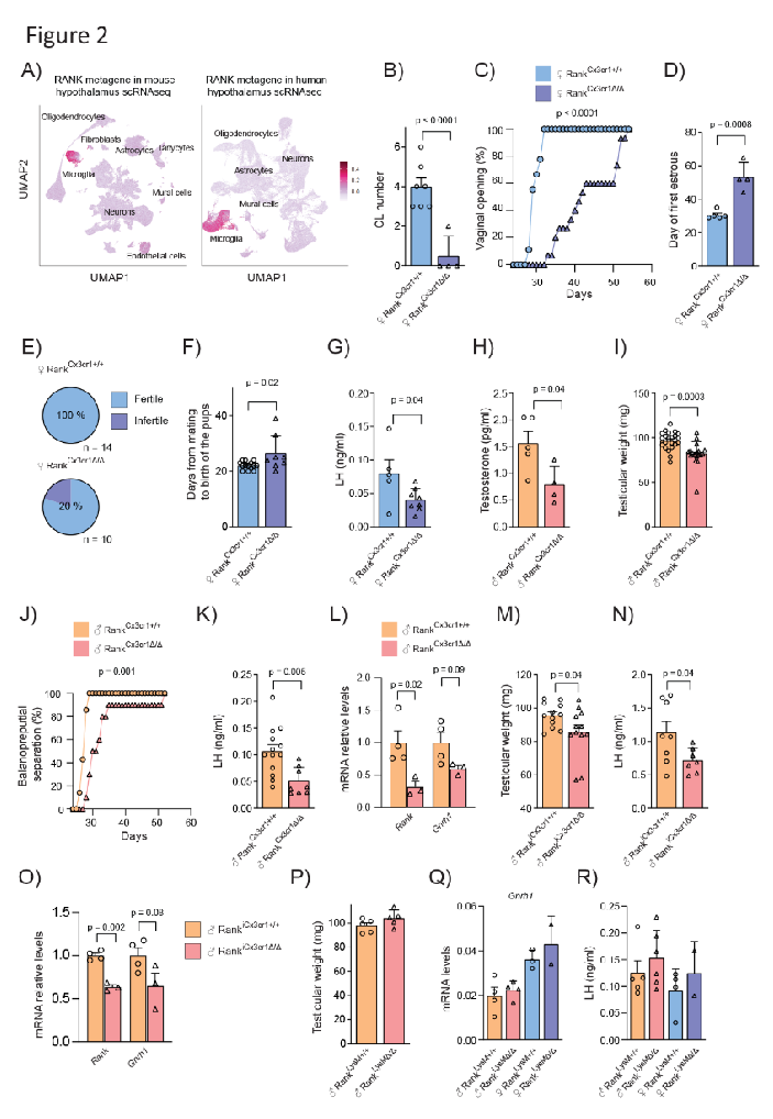 Science｜“免疫-生殖”轴新发现！西班牙科学家发现大脑免疫细胞是生育调控的关键