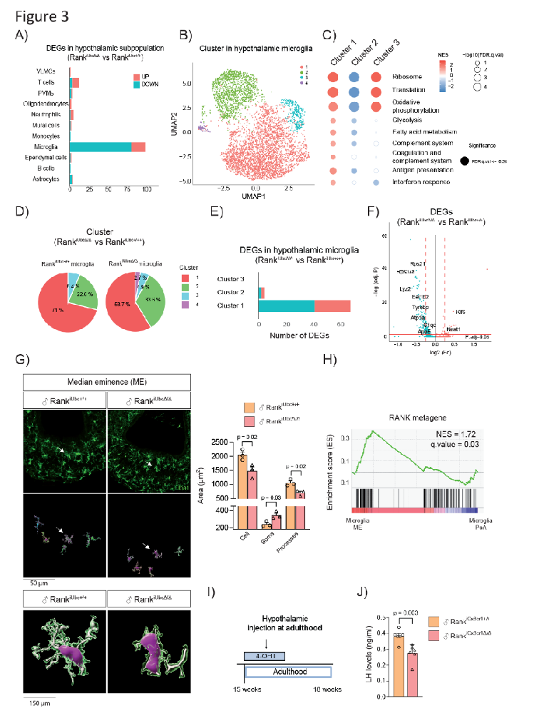 Science｜“免疫-生殖”轴新发现！西班牙科学家发现大脑免疫细胞是生育调控的关键
