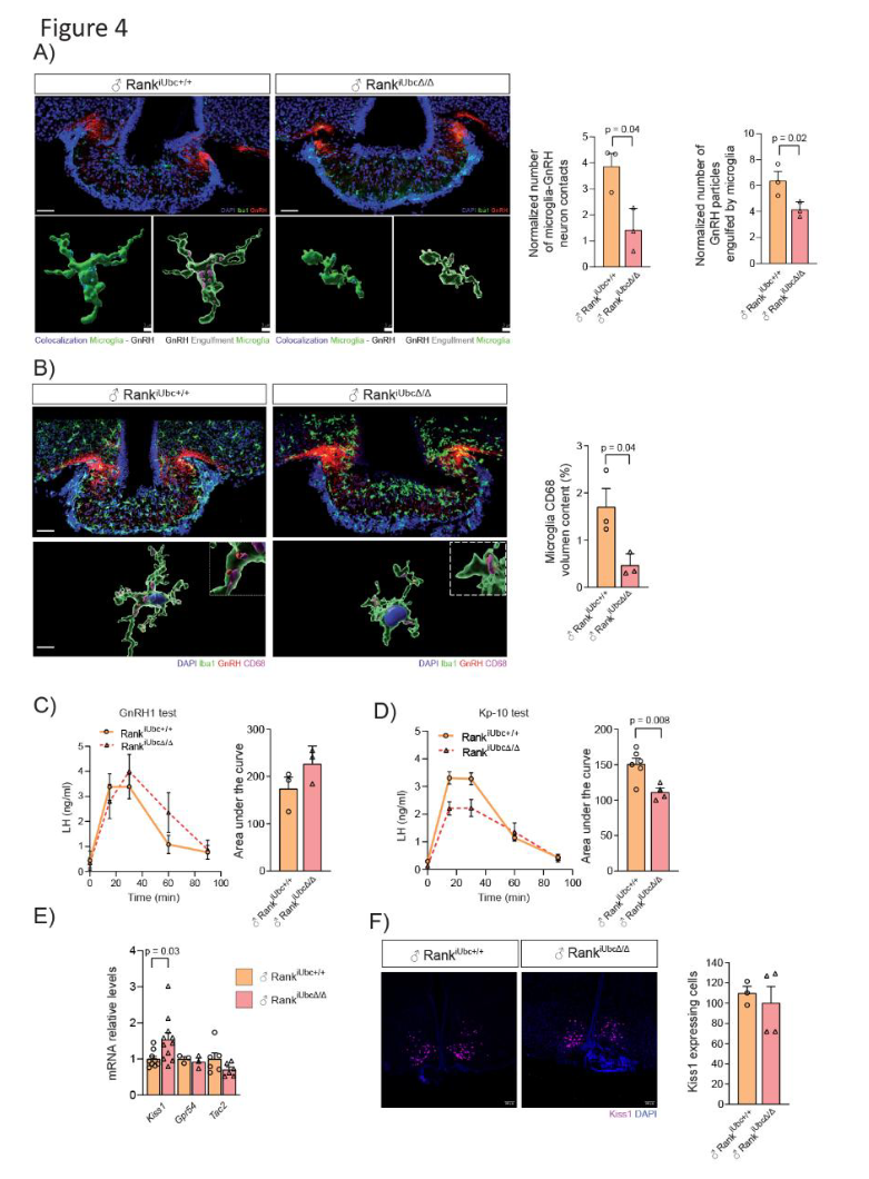 Science｜“免疫-生殖”轴新发现！西班牙科学家发现大脑免疫细胞是生育调控的关键