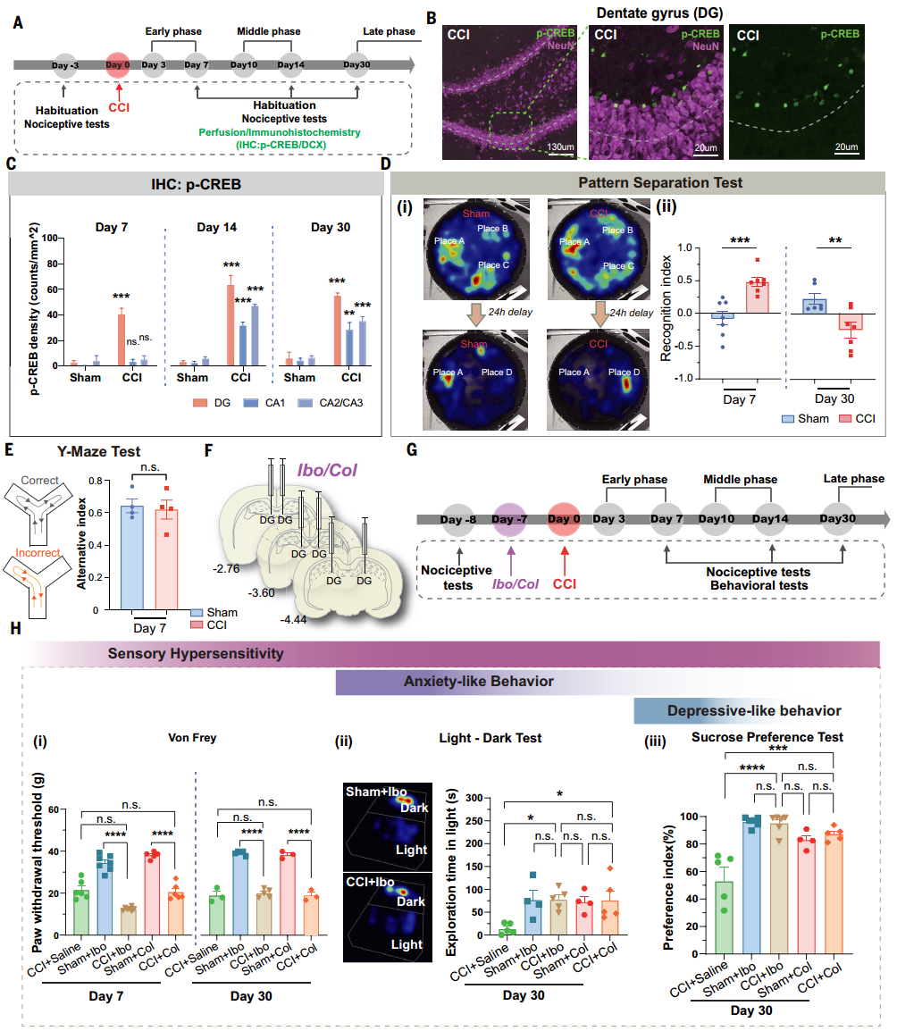 复旦+剑桥联手登Science！首次破解疼痛致抑郁的关键机制，别让疼痛熬成抑郁！