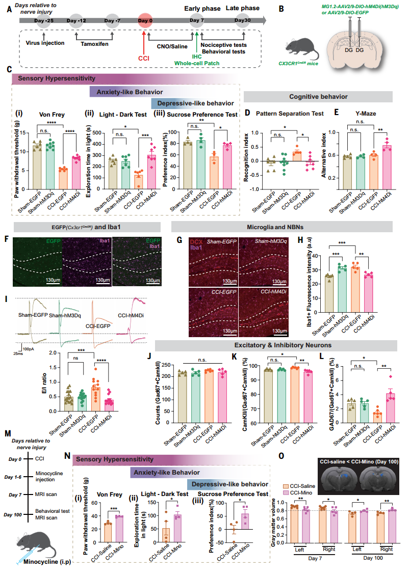 复旦+剑桥联手登Science！首次破解疼痛致抑郁的关键机制，别让疼痛熬成抑郁！