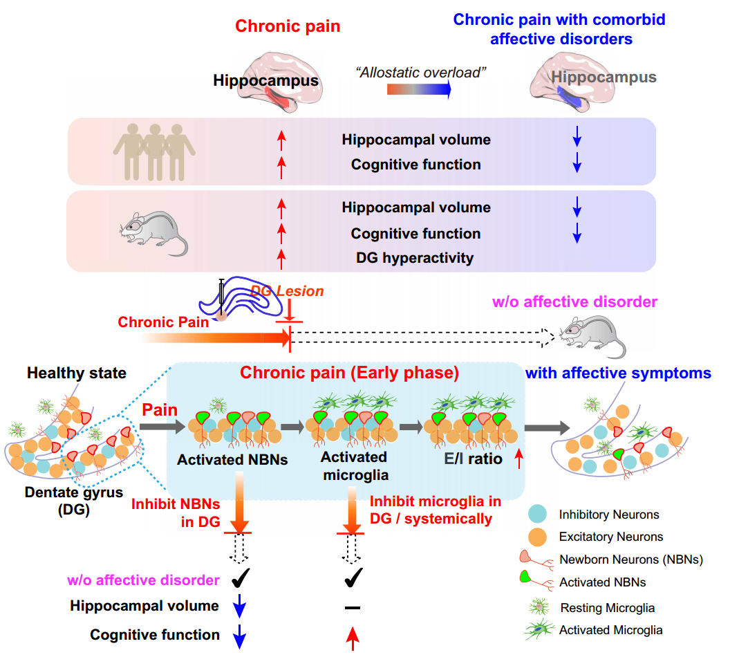 复旦+剑桥联手登Science！首次破解疼痛致抑郁的关键机制，别让疼痛熬成抑郁！
