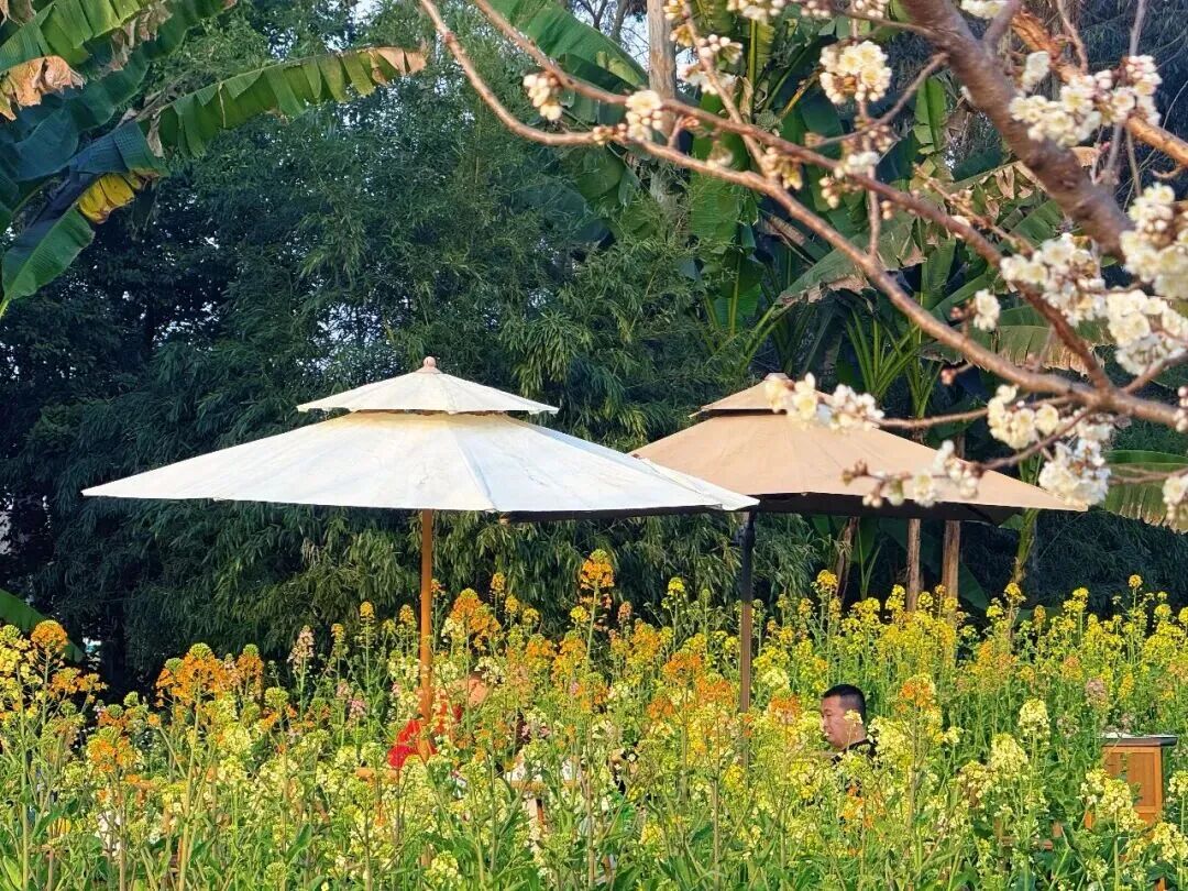 这些爆火的「春日经济」，可不只是新“花”样