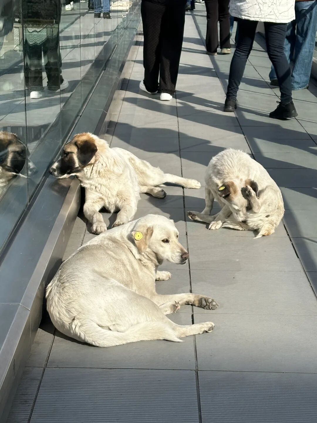 我在格鲁吉亚，看到满城尽是中国人