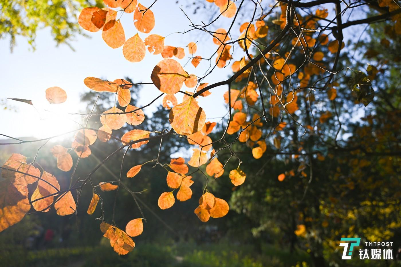 尼康Z7逆光实拍样张