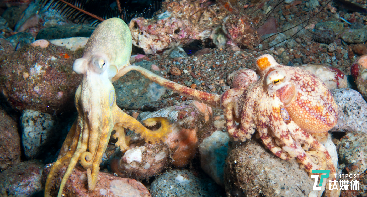 章鱼变色,隐藏在一堆小石子中.图片来源/tito0107.livejournal