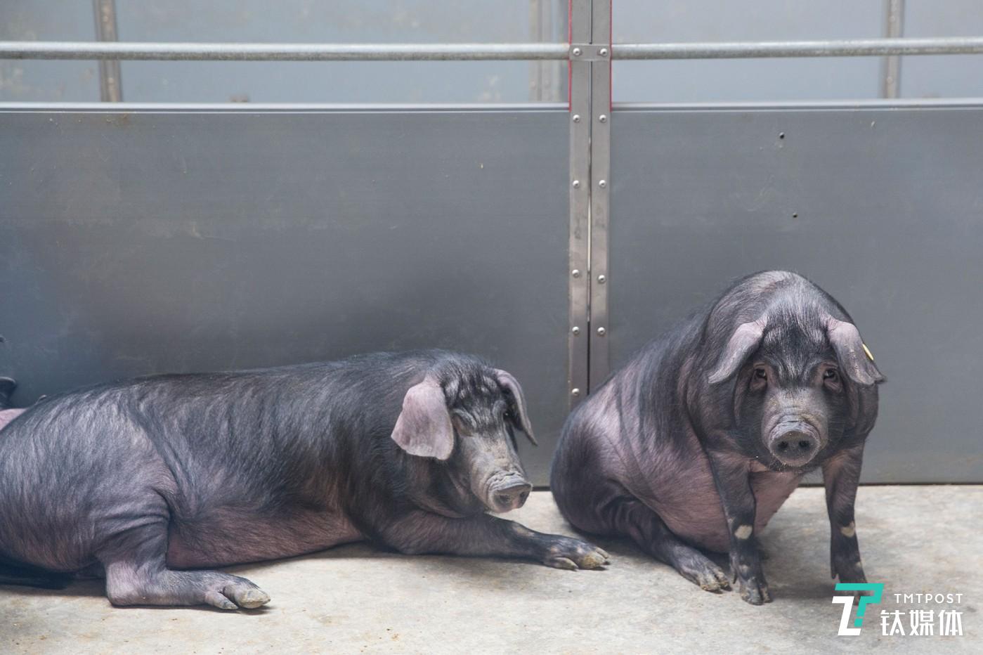 丁家猪。浙江安吉网易猪场，丁家猪的岁月静好。