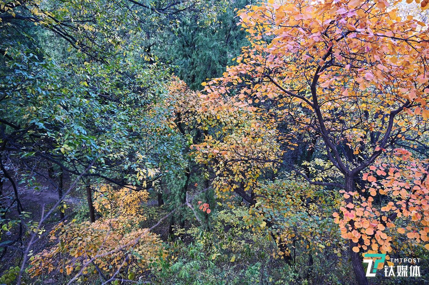 尼康Z7实拍样张