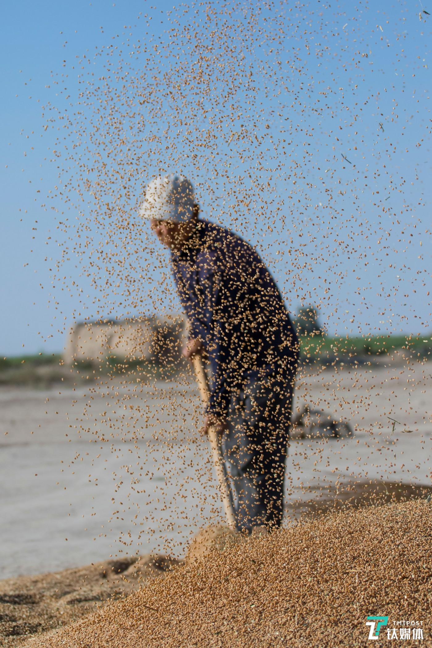 大甩麦。甘肃民勤，老农扬起麦子。