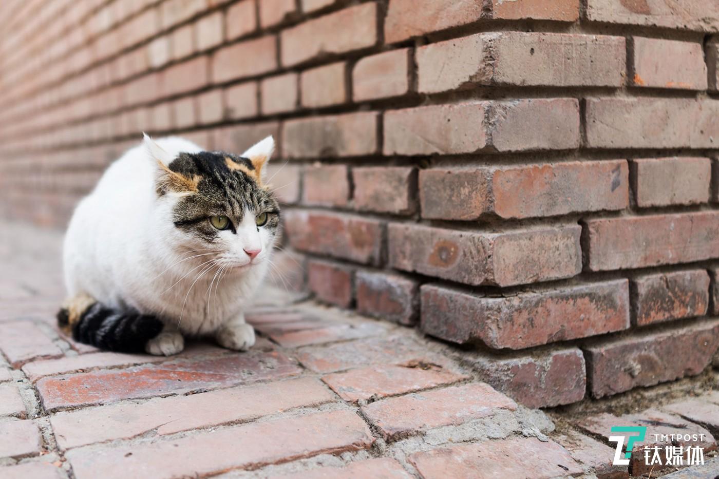 尼康Z7实拍样张