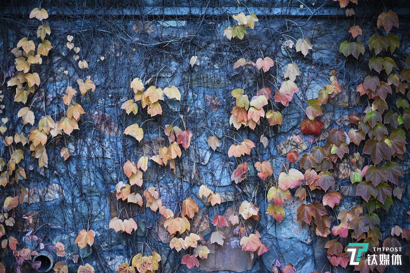 尼康Z7实拍样张