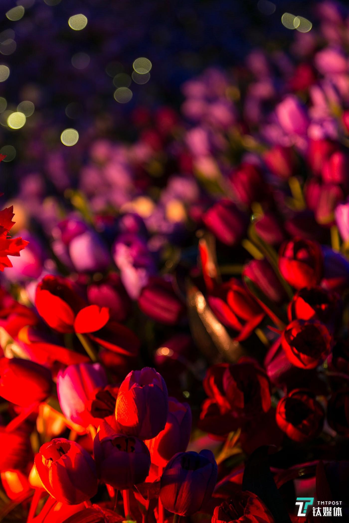 尼康Z7实拍样片，暗光下也有清晰画质