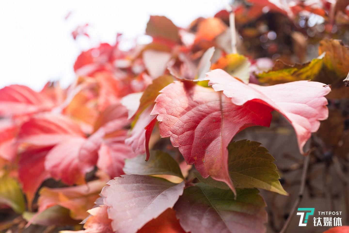 尼康Z7實(shí)拍樣張，利用折疊屏仰拍