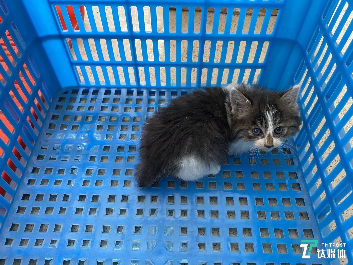 公司附近刚出生的流浪猫