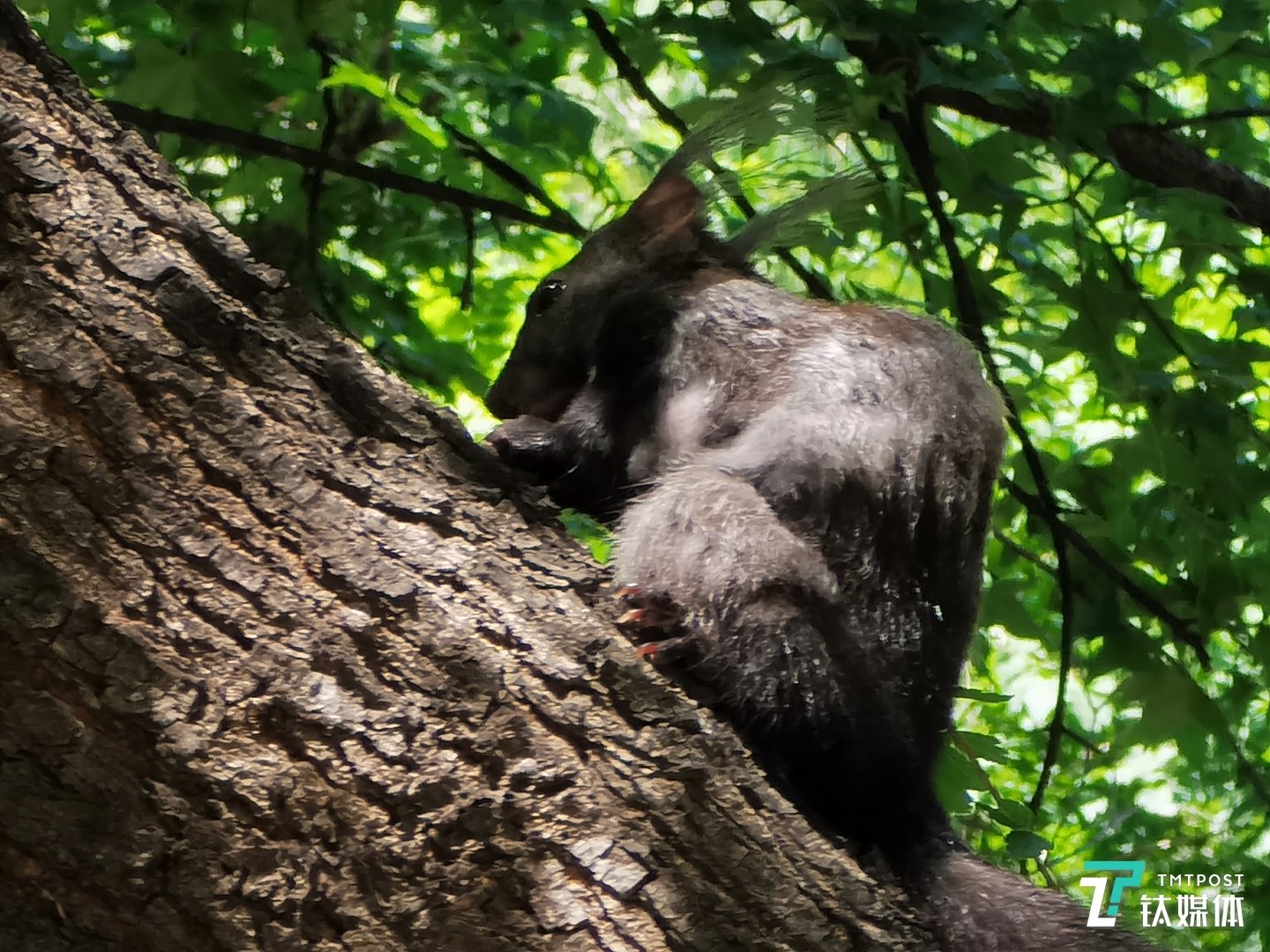 抓拍到树上的松鼠