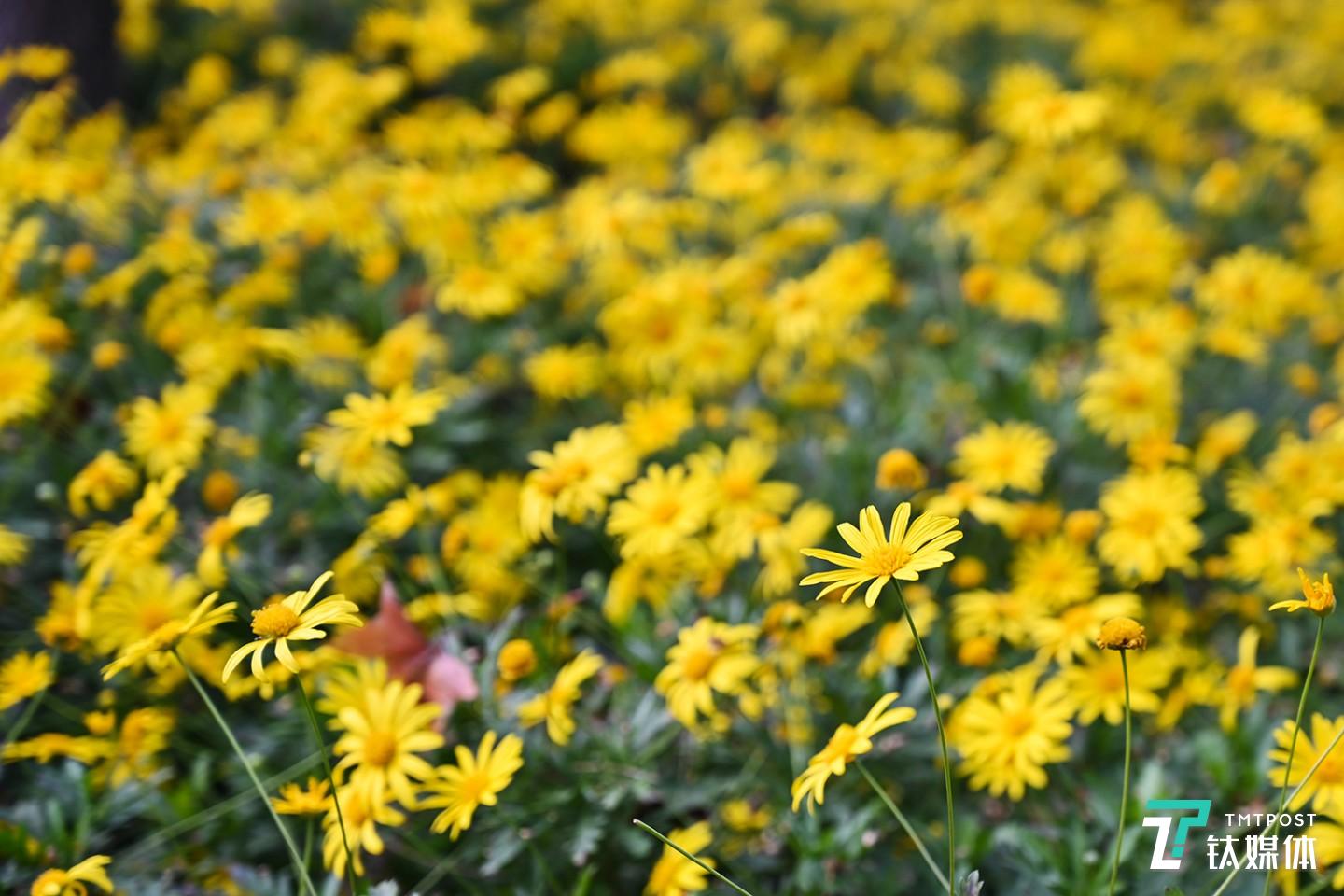 尼康Z7實(shí)拍，背景虛化很不錯(cuò)