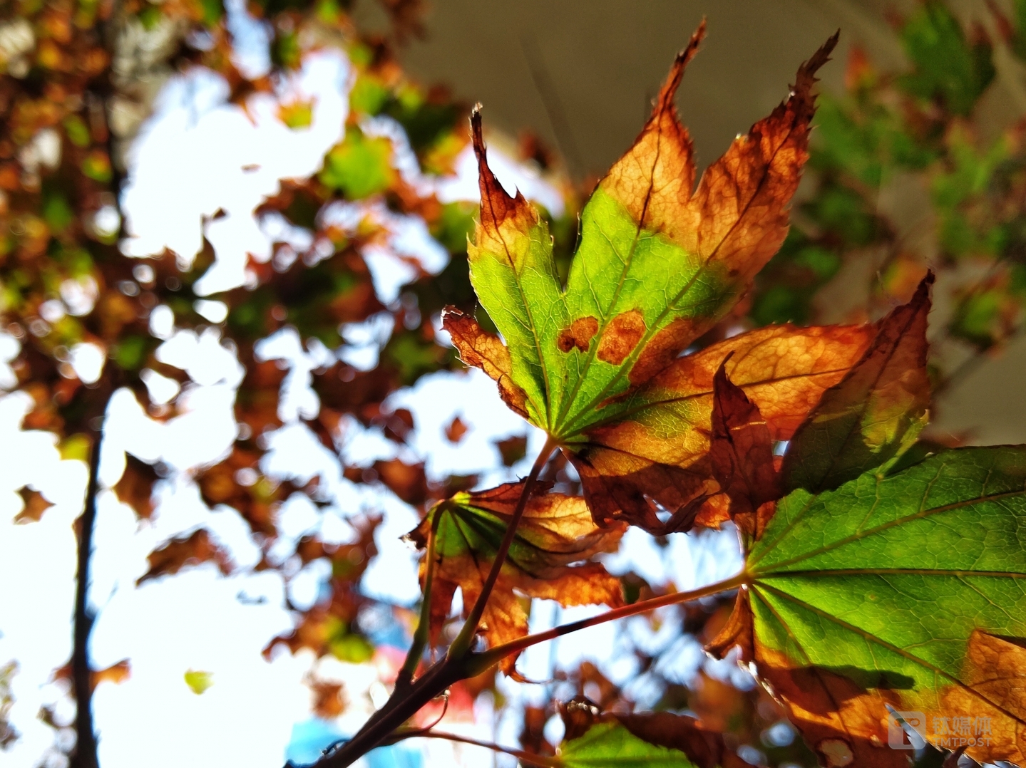 焦距：3.95mm 光圈：f/1.8 快门速度：1/s ISO: