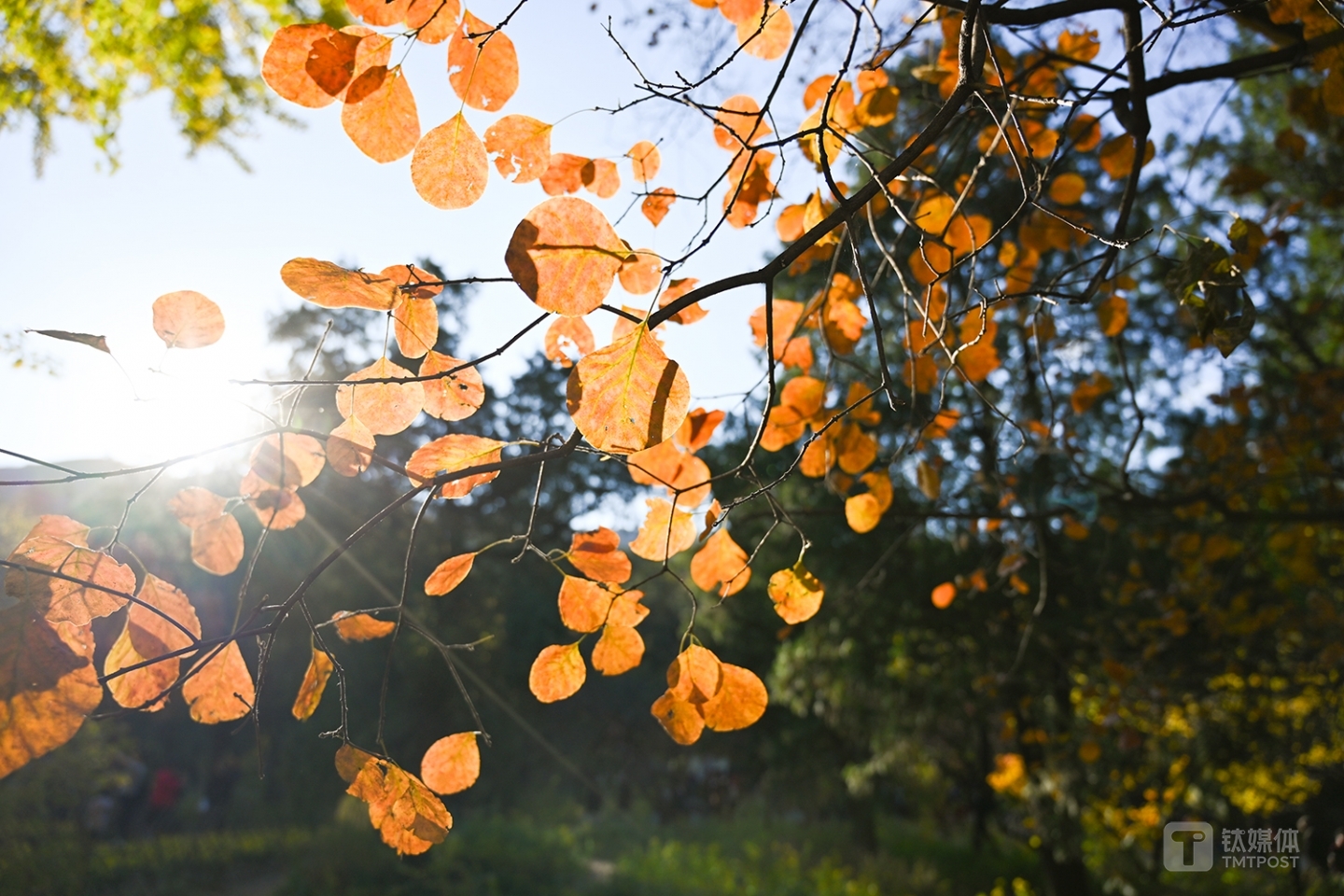 尼康Z7逆光实拍样张