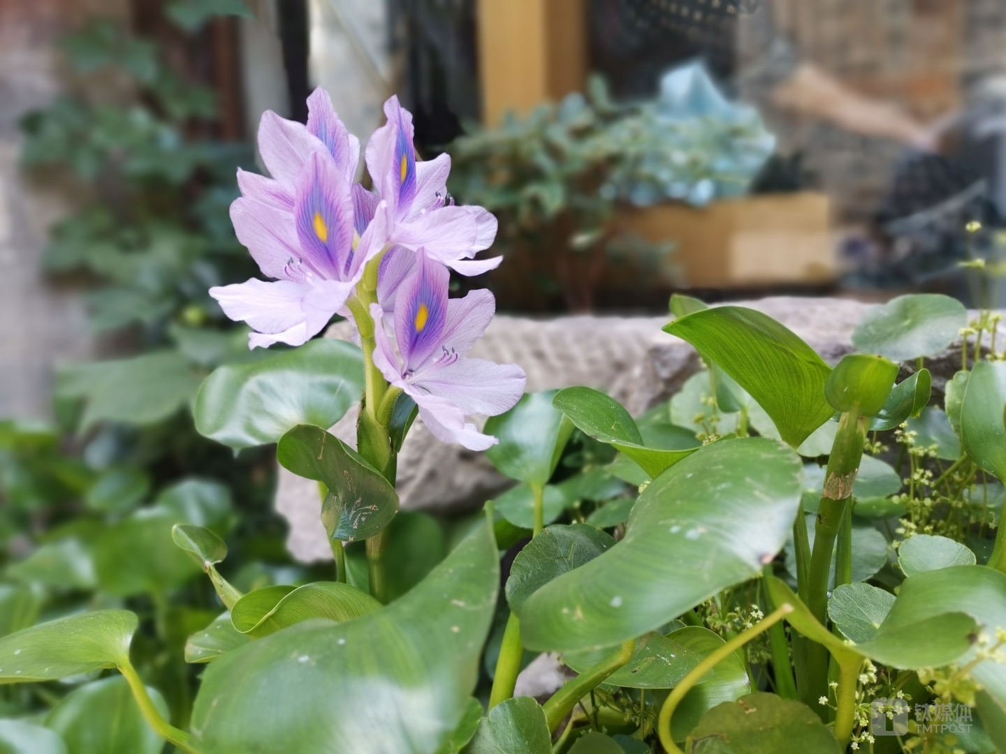 大光圈模式样张