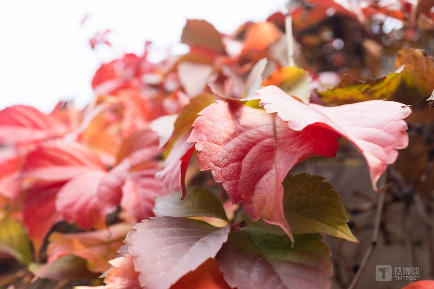 尼康Z7实拍样张，利用折叠屏仰拍