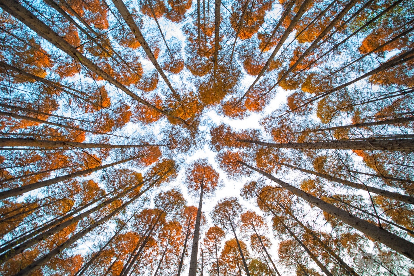 森林迷宫。初冬的南京理工大学，水杉的枝叶向天空蔓延，留白的路径犹如迷宫。