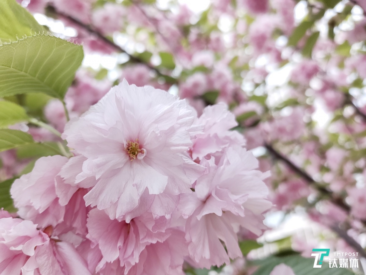 更多样张 焦距：mm 光圈：f/ 快门速度：1/s ISO: