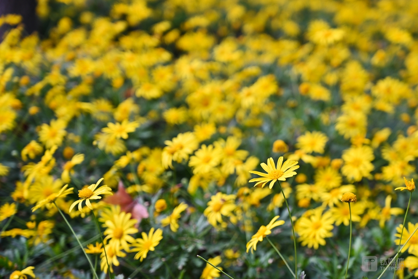 尼康Z7实拍，背景虚化很不错