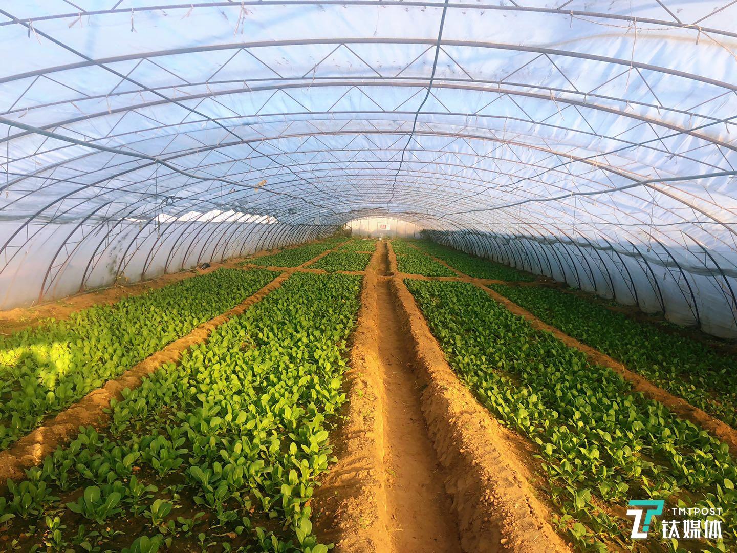 日日鲜的种植大棚