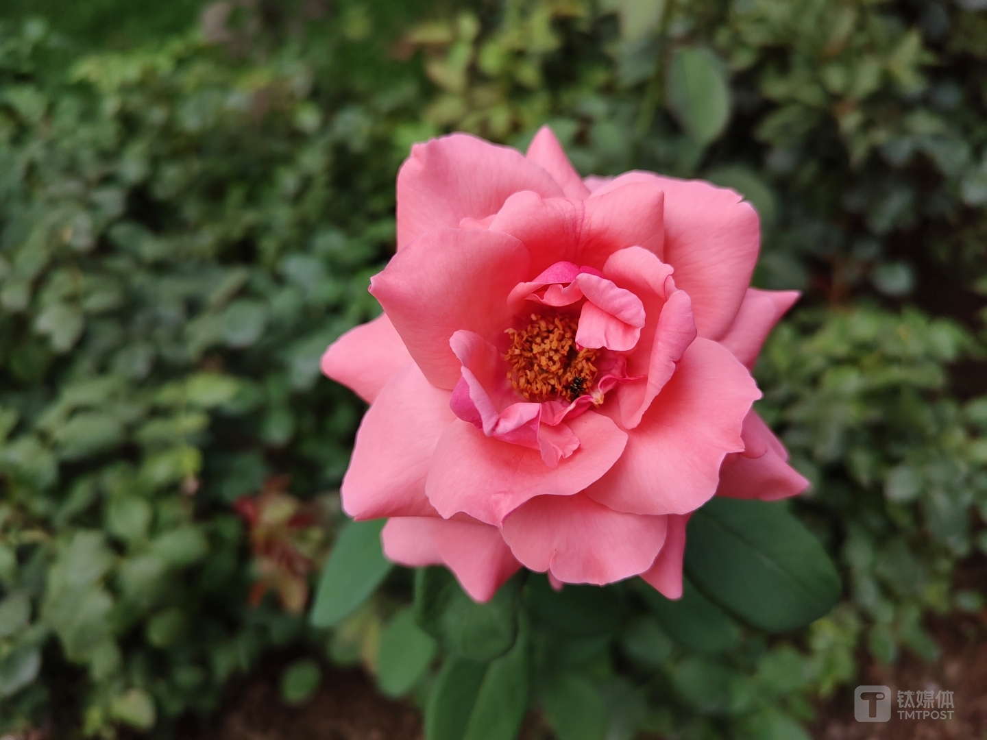 更多样张：焦距：35mm 光圈：f/1.85 快门速度：1/1322 ISO：50