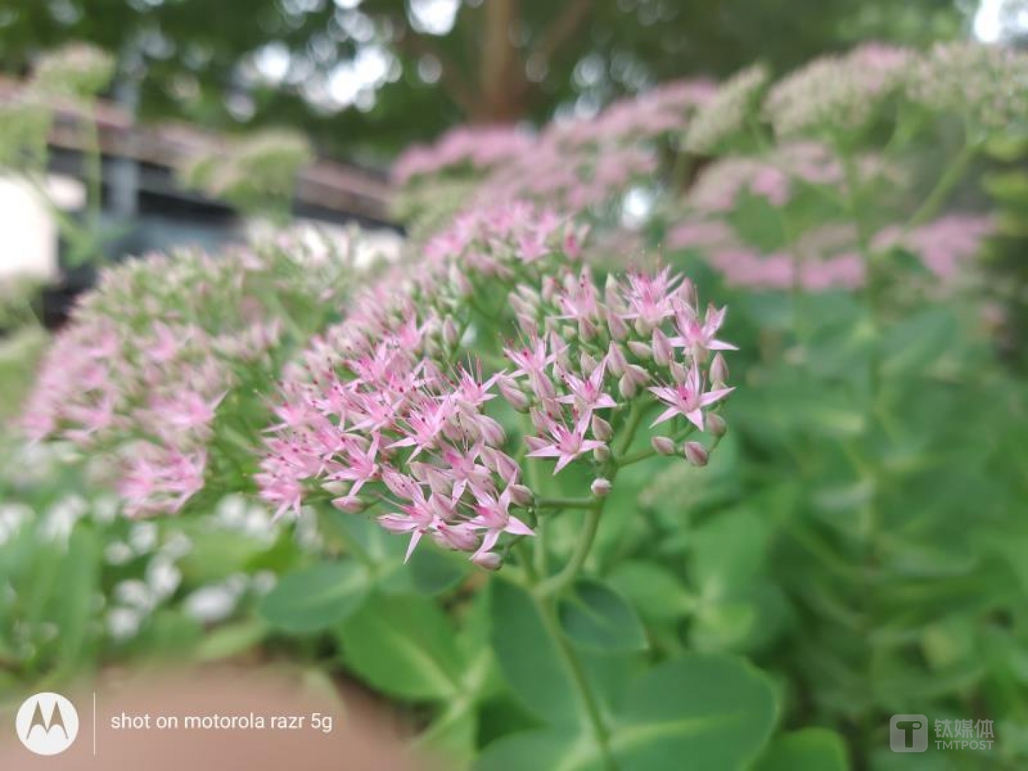 moto razr 5G-微距样张