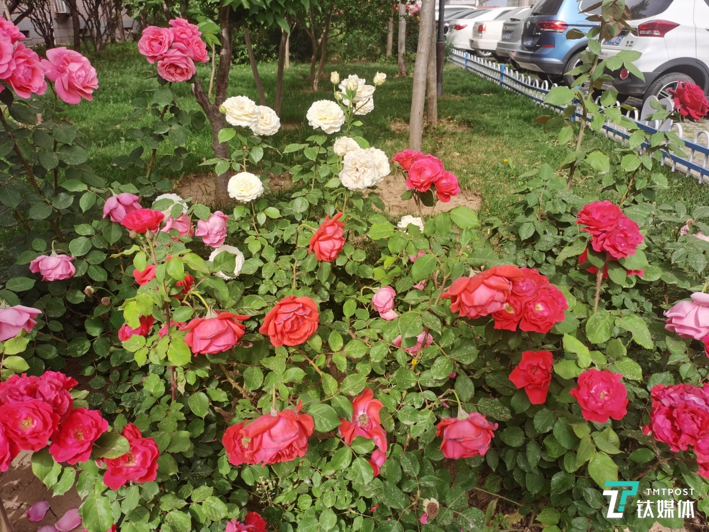 其他样张：焦距5.58mm 光圈：f/1.8 快门速度：1/1600s ISO：50