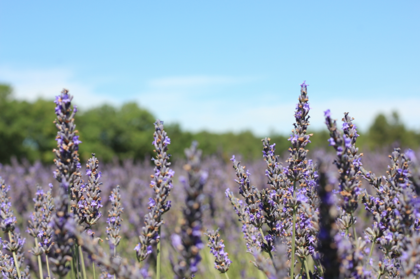 阿普特地区种植的真实薰衣草
