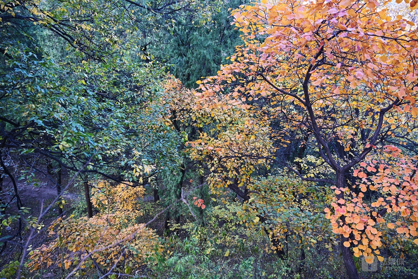 尼康Z7实拍样张