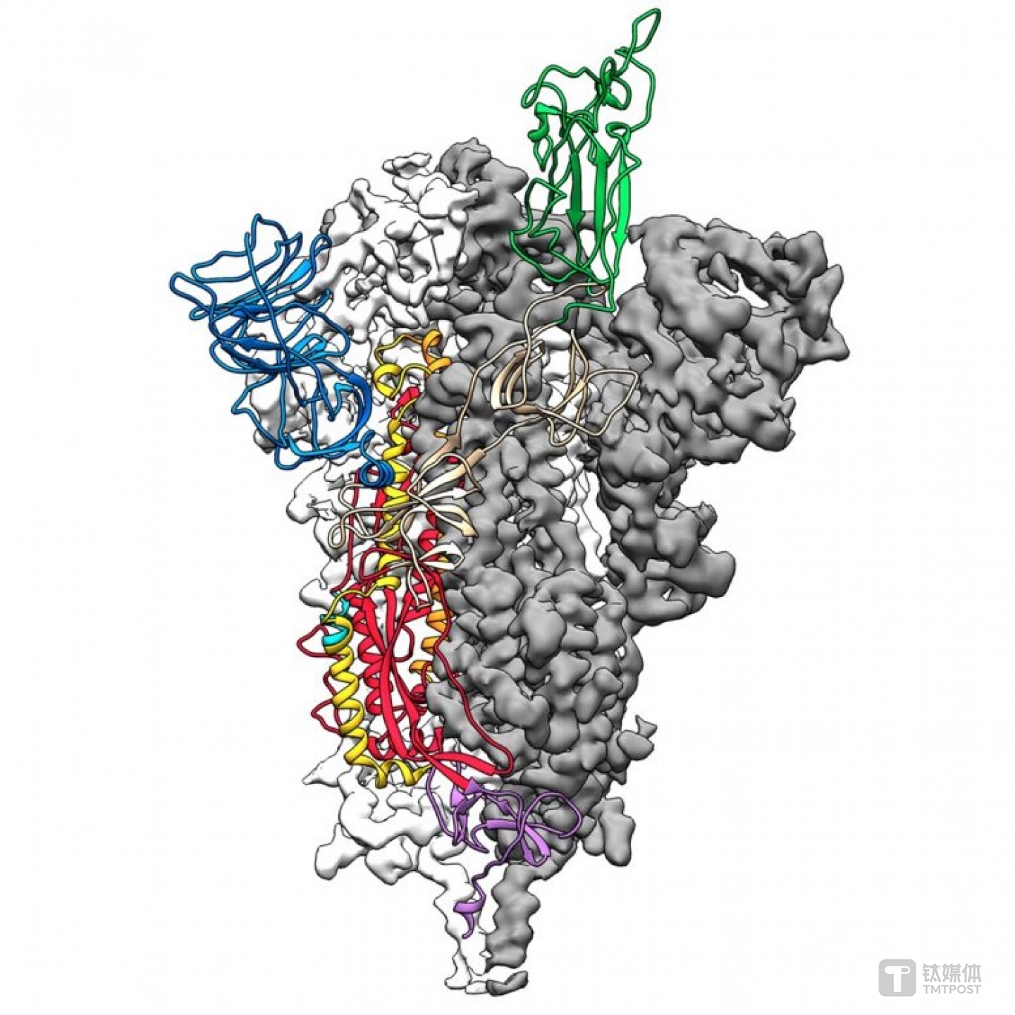新冠病毒峰值蛋白的3D原子尺度图（分子结构）