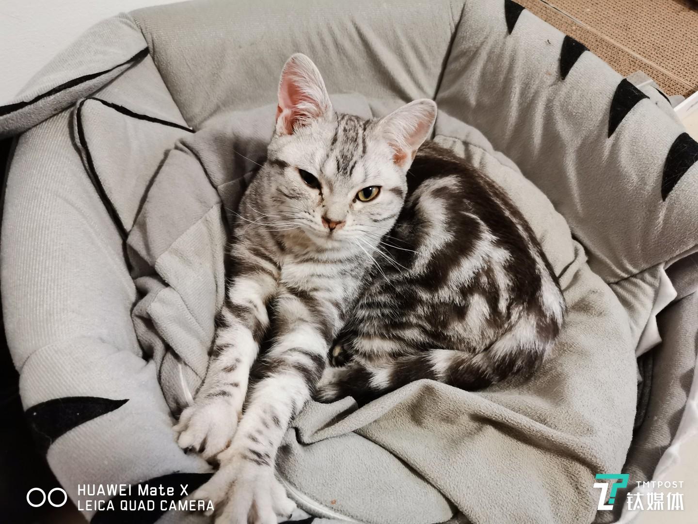 主摄-焦距：5.58mm，光圈：f/1.8，快门：0.03s