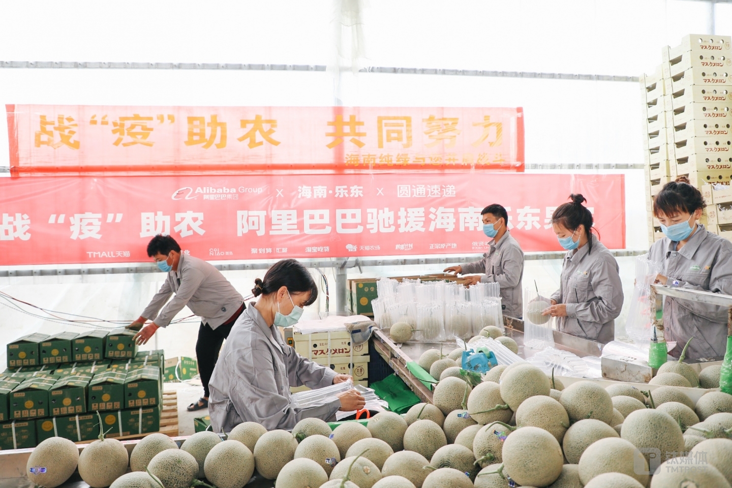 阿里采购海南蜜瓜