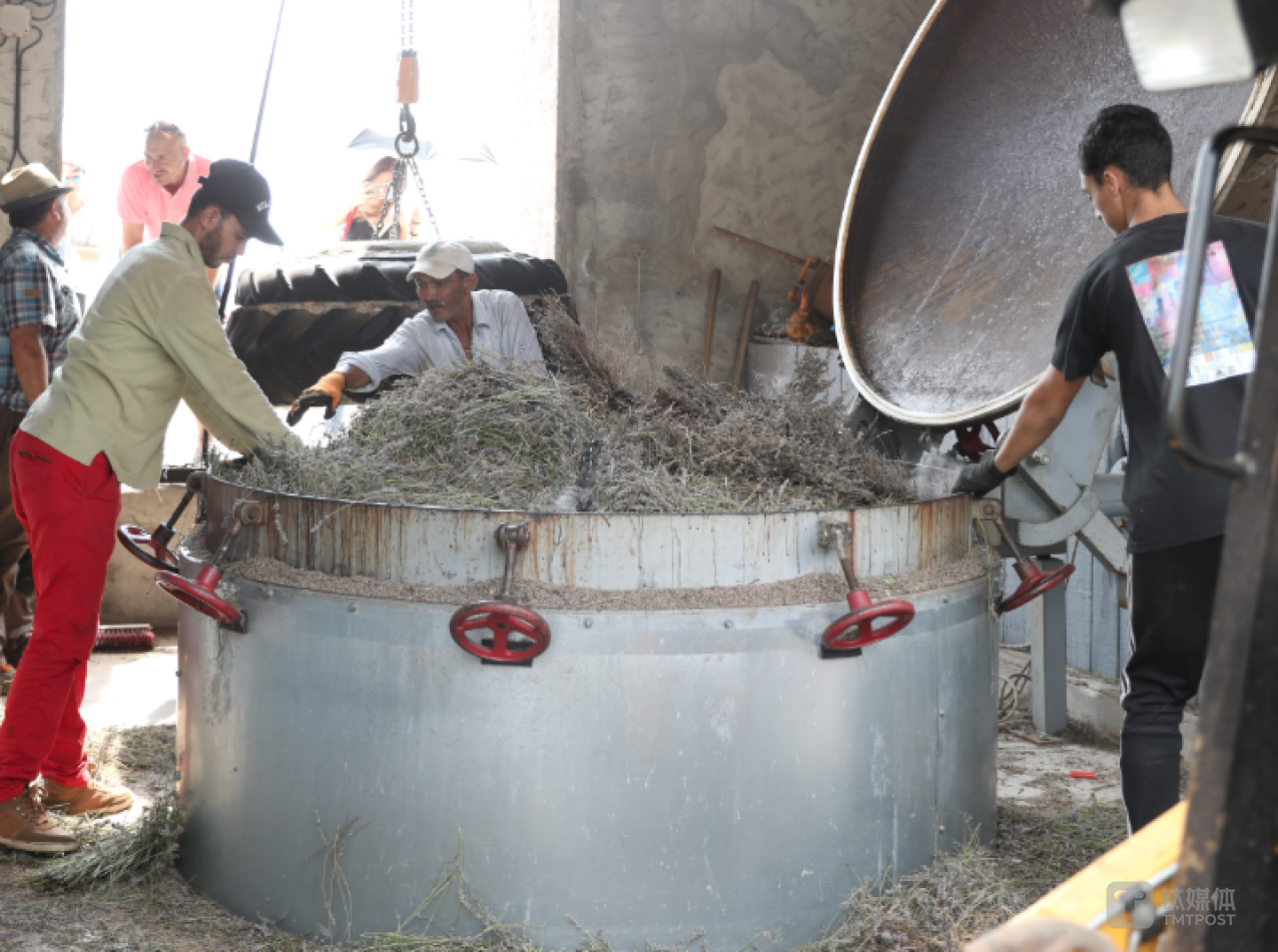 工人将薰衣草填入缸内，准备进行蒸馏萃取