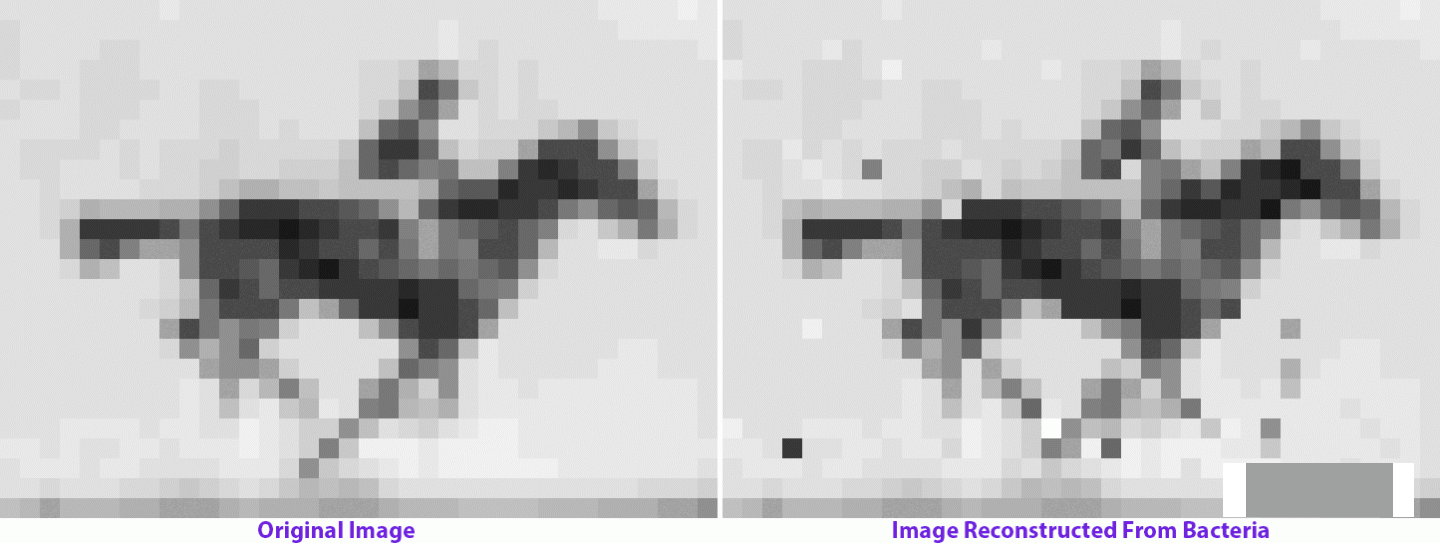这幅图像,埃德沃德·迈布里奇拍摄的奔跑的马。这是电影史上一个经典的开端。